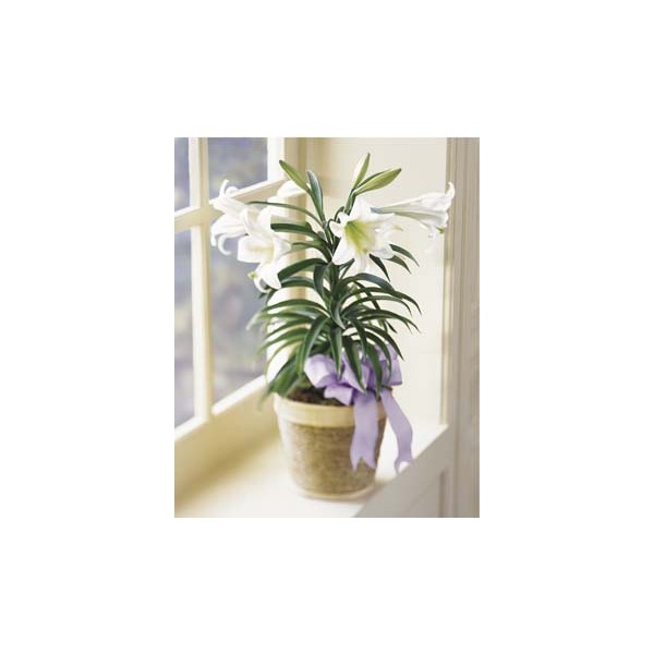 easter lily plant