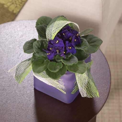 African Violet Adventure